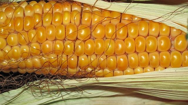 玉米种子怎么提高发芽率 提高玉米种子发芽率的方法